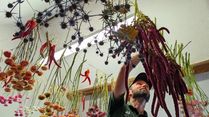 A gardener in a green top hangs various coloured flowers from strings suspended against a white ceiling.
